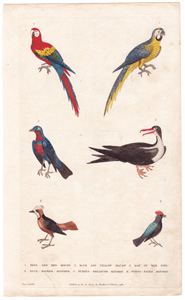 1. Blue and Red Macaw  2. Blue and Yellow Macaw  3. Man of War Bird  4. Blue-backed Manakin  5. Purple-breasted Manakin  6. White-faced Manakin 